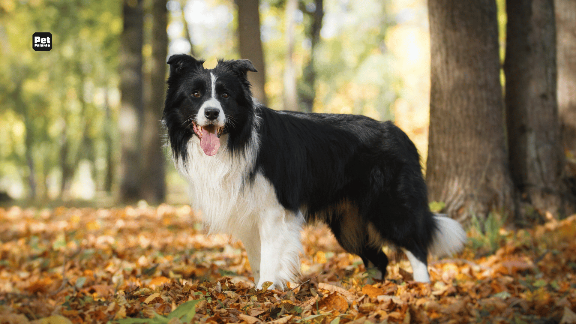 Qual é a Raça de Cachorro Mais Carinhosa?