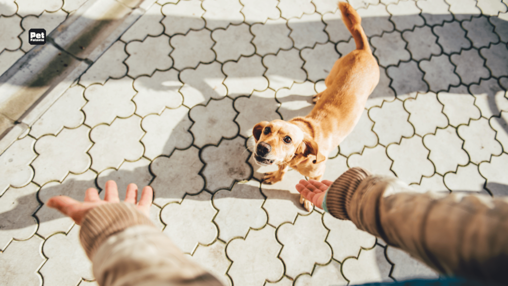 Animais de estimação: como eles registram seus nomes e o que isso revela sobre sua inteligência.