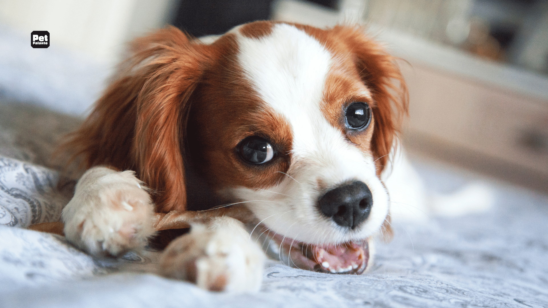 Qual é a Raça de Cachorro Mais Carinhosa?