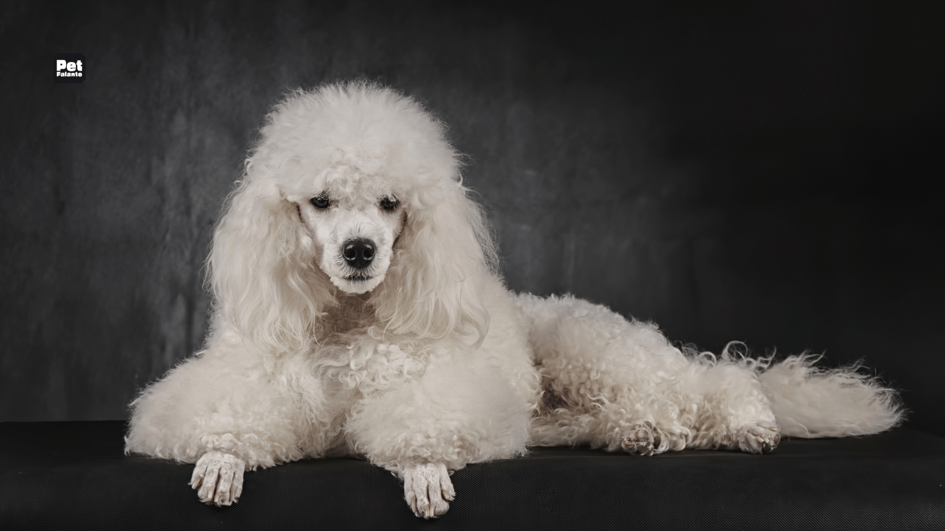 Qual é a Raça de Cachorro Mais Carinhosa?