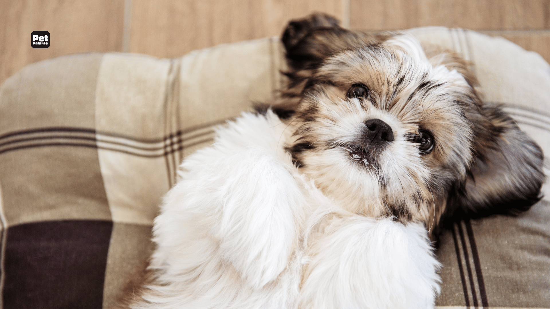 Qual é a Raça de Cachorro Mais Carinhosa?