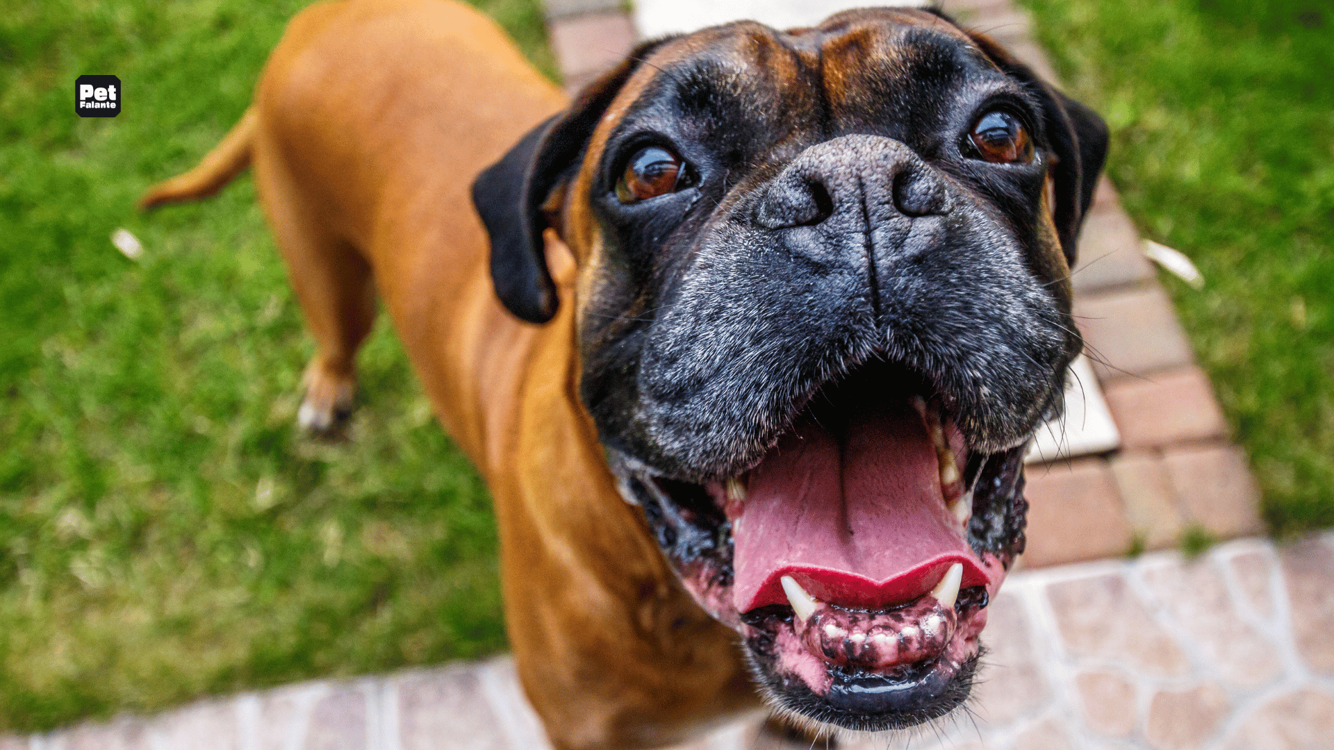 Qual é a Raça de Cachorro Mais Carinhosa?