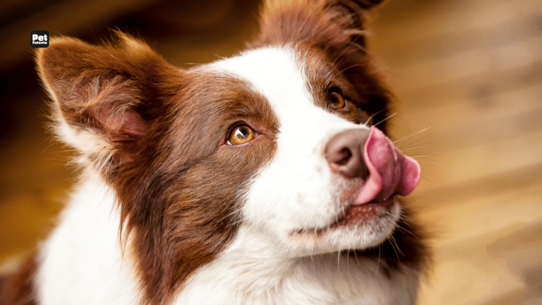 Quais os três cachorros mais inteligentes do mundo?