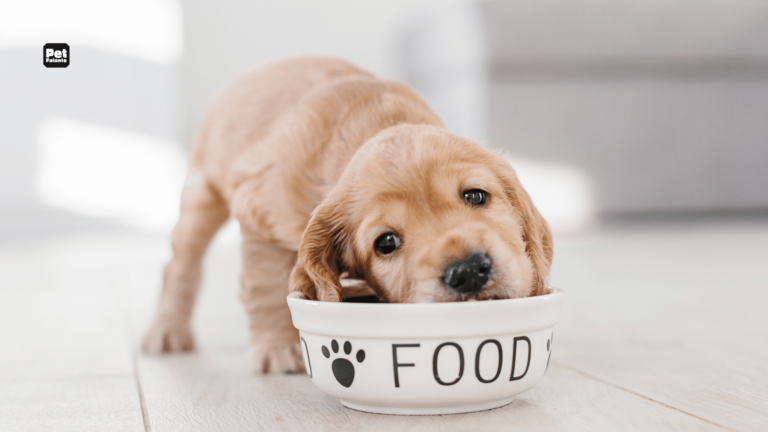 Qual a Melhor Ração para um Cachorro?